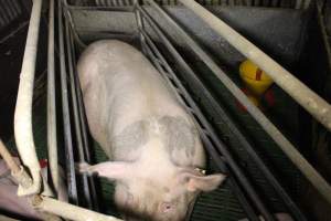 Farrowing crates at Dublin Piggery SA - Australian pig farming - Captured at Dublin Piggery, Dublin SA Australia.