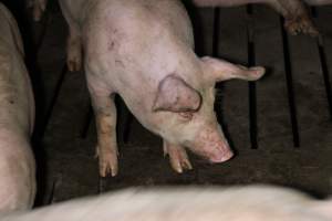Grower/finisher pigs Light Piggery SA - Australian pig farming - Captured at Light Piggery, Lower Light SA Australia.