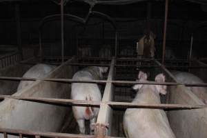 Boars in boar stalls - Australian pig farming - Captured at Springview Piggery, Gooloogong NSW Australia.