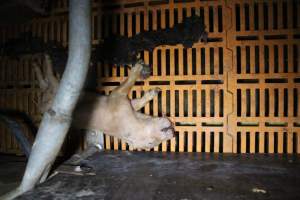 Dead piglet in crate - Australian pig farming - Captured at Wasleys Piggery, Pinkerton Plains SA Australia.