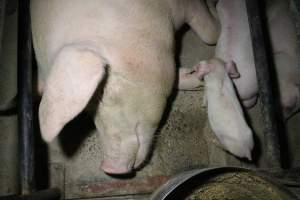 Farrowing crates at Wellington Piggery SA - Australian pig farming - Captured at Wellington Piggery, Wellington SA Australia.