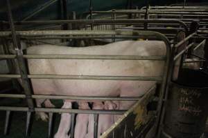 Farrowing crates at Dublin Piggery SA - Australian pig farming - Captured at Dublin Piggery, Dublin SA Australia.