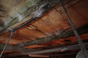 Ceiling of farrowing shed - Australian pig farming - Captured at CEFN Breeding Unit #2, Leyburn QLD Australia.