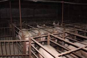 Sow stalls at Springview Piggery NSW - Australian pig farming - Captured at Springview Piggery, Gooloogong NSW Australia.