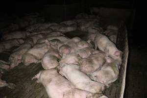 Grower pigs - Australian pig farming - Captured at Deni Piggery, Deniliquin NSW Australia.