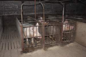 Sow stalls at Springview Piggery NSW - Australian pig farming - Captured at Springview Piggery, Gooloogong NSW Australia.