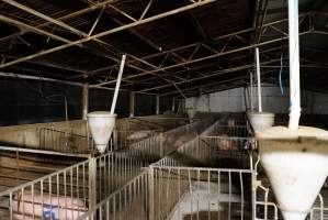 Group sow housing - Australian pig farming - Captured at Yelmah Piggery, Magdala SA Australia.