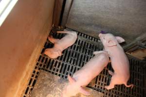 Dead piglet in farrowing crate - Australian pig farming - Captured at CEFN Breeding Unit #2, Leyburn QLD Australia.