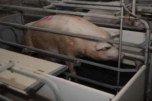 Farrowing crates at Mindarra Piggery WA - Australian pig farming - Captured at Mindarra Piggery (module 1), Boonanarring WA Australia.