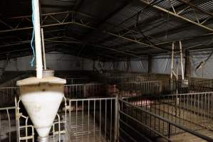 Group sow housing - Australian pig farming - Captured at Yelmah Piggery, Magdala SA Australia.