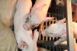 Piglet with facial wounds - Australian pig farming - Captured at CEFN Breeding Unit #2, Leyburn QLD Australia.