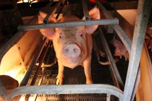 Farrowing crates at Wasleys Tailem Bend Piggery SA - Australian pig farming - Captured at Tailem Bend Piggery, Tailem Bend SA Australia.