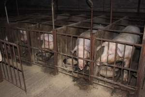 Sow stalls at Springview Piggery NSW - Australian pig farming - Captured at Springview Piggery, Gooloogong NSW Australia.