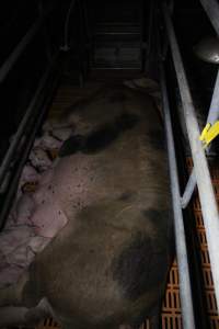 Farrowing crates at Wasleys Piggery SA - Australian pig farming - Captured at Wasleys Piggery, Pinkerton Plains SA Australia.