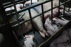 Farrowing crates at Bungowannah Piggery NSW - Australian pig farming - Captured at Bungowannah Piggery, Bungowannah NSW Australia.