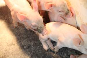 Piglet with facial wounds - Australian pig farming - Captured at CEFN Breeding Unit #2, Leyburn QLD Australia.