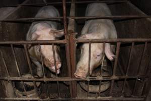 Sow stalls at Springview Piggery NSW - Australian pig farming - Captured at Springview Piggery, Gooloogong NSW Australia.