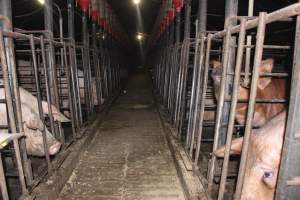 Looking down aisle of sow stall shed - Australian pig farming - Captured at Grong Grong Piggery, Grong Grong NSW Australia.