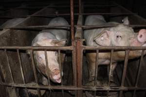 Sow stalls at Springview Piggery NSW - Australian pig farming - Captured at Springview Piggery, Gooloogong NSW Australia.