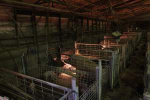 Farrowing crates at St Arnaud Piggery VIC - Australian pig farming - Captured at St Arnaud Piggery Units 2 & 3, Saint Arnaud VIC Australia.