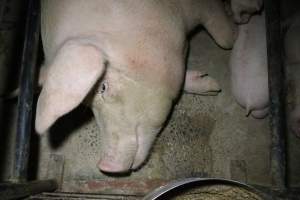 Sow on hard concrete floor of farrowing crate - Australian pig farming - Captured at Wellington Piggery, Wellington SA Australia.