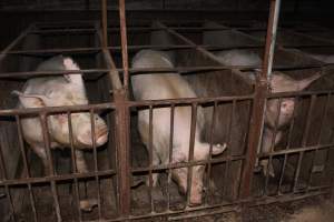 Sow stalls at Springview Piggery NSW - Australian pig farming - Captured at Springview Piggery, Gooloogong NSW Australia.