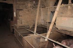 Grower pens underneath farrowing crates - Australian pig farming - Captured at Willawa Piggery, Grong Grong NSW Australia.