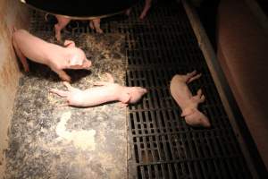 Dead piglets in farrowing crate - Australian pig farming - Captured at CEFN Breeding Unit #2, Leyburn QLD Australia.