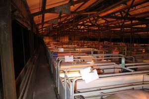 Farrowing crates at Sheaoak Piggery SA - Australian pig farming - Captured at Sheaoak Piggery, Shea-Oak Log SA Australia.