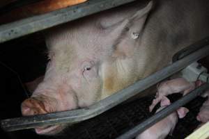 Farrowing crates at CEFN Breeder Piggery QLD - Australian pig farming - Captured at CEFN Breeding Unit #2, Leyburn QLD Australia.