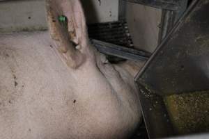 Farrowing crates at Sheaoak Piggery SA - Australian pig farming - Captured at Sheaoak Piggery, Shea-Oak Log SA Australia.