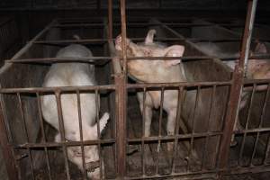 Sow stalls at Springview Piggery NSW - Australian pig farming - Captured at Springview Piggery, Gooloogong NSW Australia.