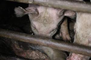 Rotting pig being eaten by other pigs - Cannibalised dead pig - Captured at Light Piggery, Lower Light SA Australia.