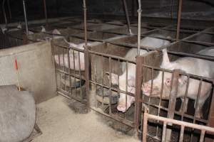 Sow stalls at Springview Piggery NSW - Australian pig farming - Captured at Springview Piggery, Gooloogong NSW Australia.