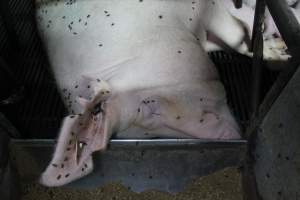 Farrowing crates at Bungowannah Piggery NSW - Australian pig farming - Captured at Bungowannah Piggery, Bungowannah NSW Australia.