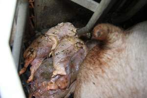 Stillborn piglets - Australian pig farming - Captured at CEFN Breeding Unit #2, Leyburn QLD Australia.