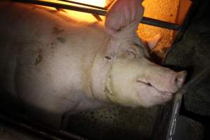 Farrowing crates at Culcairn Piggery NSW - Australian pig farming - Captured at Culcairn Piggery, Culcairn NSW Australia.