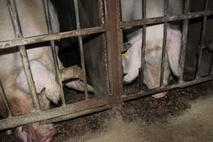 Sow stalls at Springview Piggery NSW - Australian pig farming - Captured at Springview Piggery, Gooloogong NSW Australia.