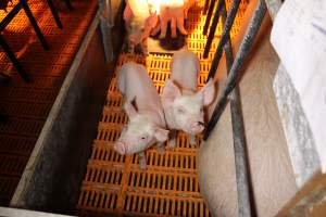 Farrowing crates at Huntly Piggery NSW - Australian pig farming - Captured at Huntly Piggery, Huntly North VIC Australia.