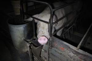 Farrowing crates at Culcairn Piggery NSW - Australian pig farming - Captured at Culcairn Piggery, Culcairn NSW Australia.