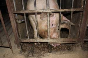 Sow stalls at Springview Piggery NSW - Australian pig farming - Captured at Springview Piggery, Gooloogong NSW Australia.