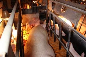 Farrowing crates at Huntly Piggery NSW - Australian pig farming - Captured at Huntly Piggery, Huntly North VIC Australia.