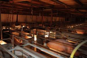 Wide view of farrowing shed - Australian pig farming - Captured at CEFN Breeding Unit #2, Leyburn QLD Australia.