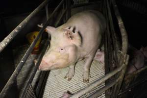 Farrowing crates at Dublin Piggery SA - Australian pig farming - Captured at Dublin Piggery, Dublin SA Australia.