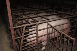 Sow stalls at Springview Piggery NSW - Australian pig farming - Captured at Springview Piggery, Gooloogong NSW Australia.