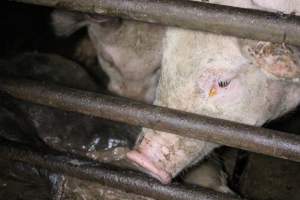 Rotting pig being eaten by other pigs - Cannibalised dead pig - Captured at Light Piggery, Lower Light SA Australia.