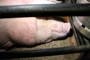 Farrowing crates at Wellington Piggery SA - Australian pig farming - Captured at Wellington Piggery, Wellington SA Australia.