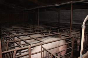 Sow stalls at Springview Piggery NSW - Australian pig farming - Captured at Springview Piggery, Gooloogong NSW Australia.