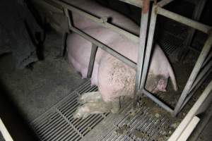 Farrowing crates at Deni Piggery NSW - Australian pig farming - Captured at Deni Piggery, Deniliquin NSW Australia.