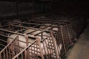 Sow stalls at Springview Piggery NSW - Australian pig farming - Captured at Springview Piggery, Gooloogong NSW Australia.